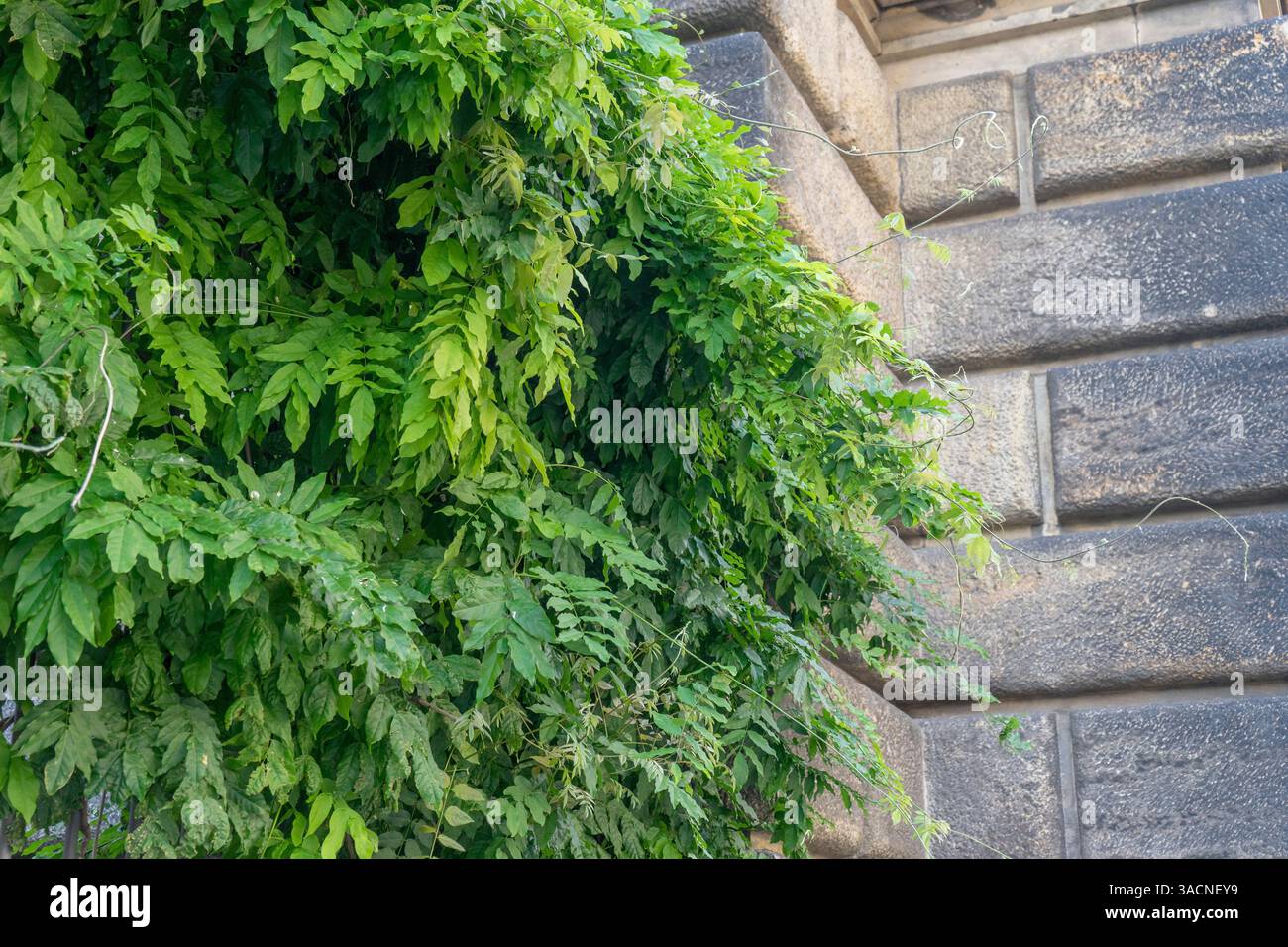 Gros plan d'une wisteria sur un mur de grès, Banque D'Images