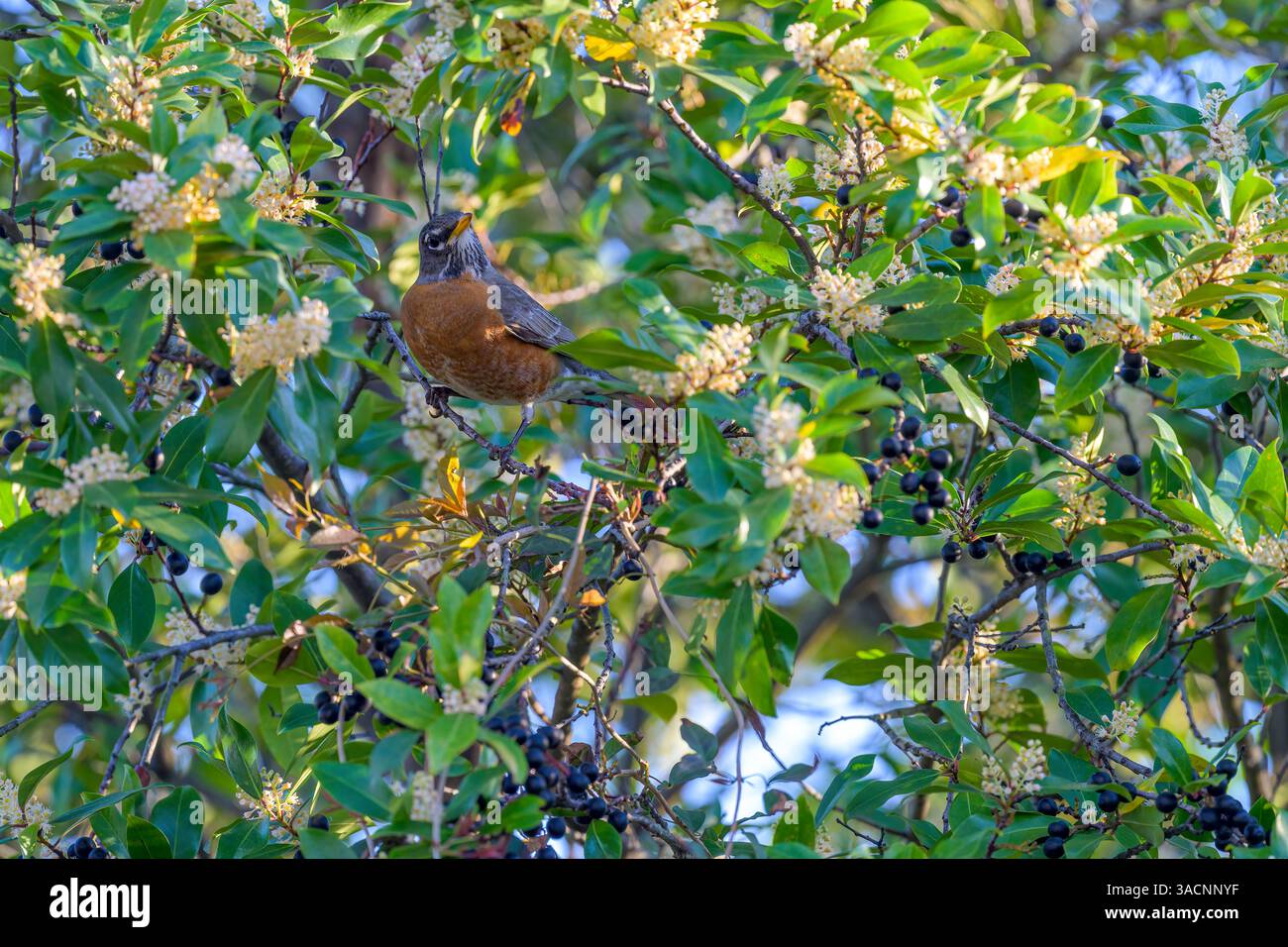robin américain perché parmi les branches d'un arbre à fleurs couvert de baies au début du printemps à la Nouvelle-Orléans, LOUISIANE, États-Unis Banque D'Images
