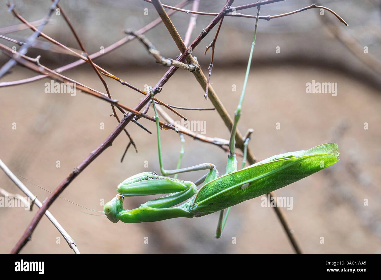 Mantis d'Afrique géante (Sphodromantis viridis) Banque D'Images