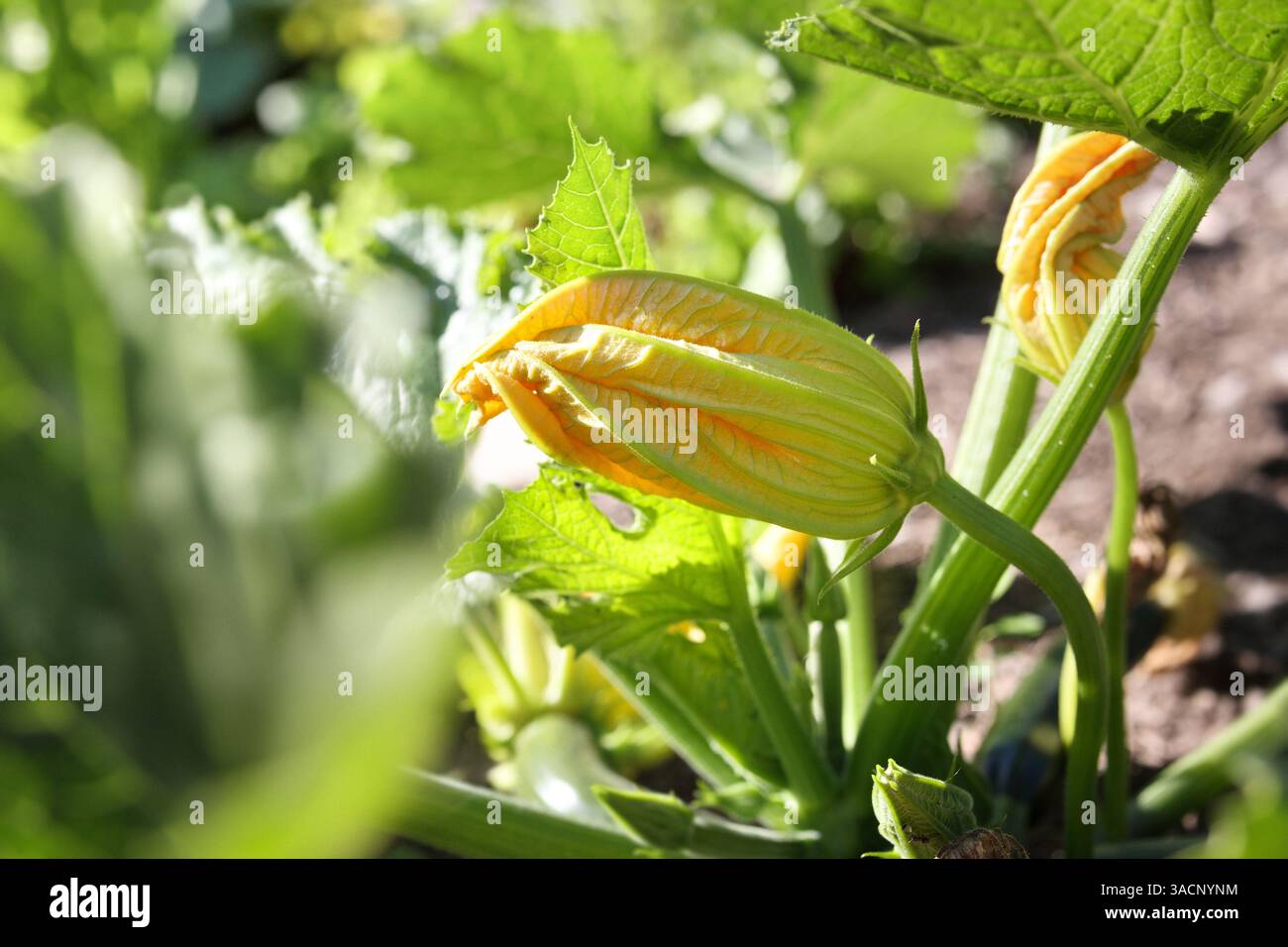 Fleur de courgette mâle avec fond végétal défocalisé. Gros plan. Jardin ensoleillé jaune grande fleur. Culture de légumes. Connu sous le nom de courgette, moelle de bébé Banque D'Images