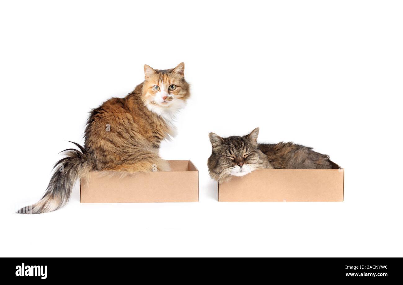 Deux chats dans des boîtes en carton. Chats collés mignons assis dans des boîtes séparées côte à côte. Amitiés pour animaux de compagnie et comportement drôle des chats. Chat calico femelle et f Banque D'Images