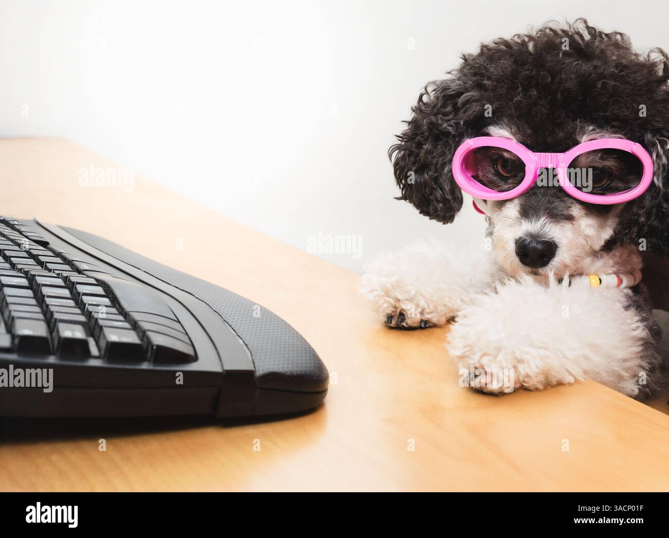Chien intelligent avec clavier et lunettes roses. Chien chiot drôle faisant du travail sur ordinateur sur le bureau, travaillant, faisant du shopping ou étudiant. Caniche miniature femelle. Banque D'Images