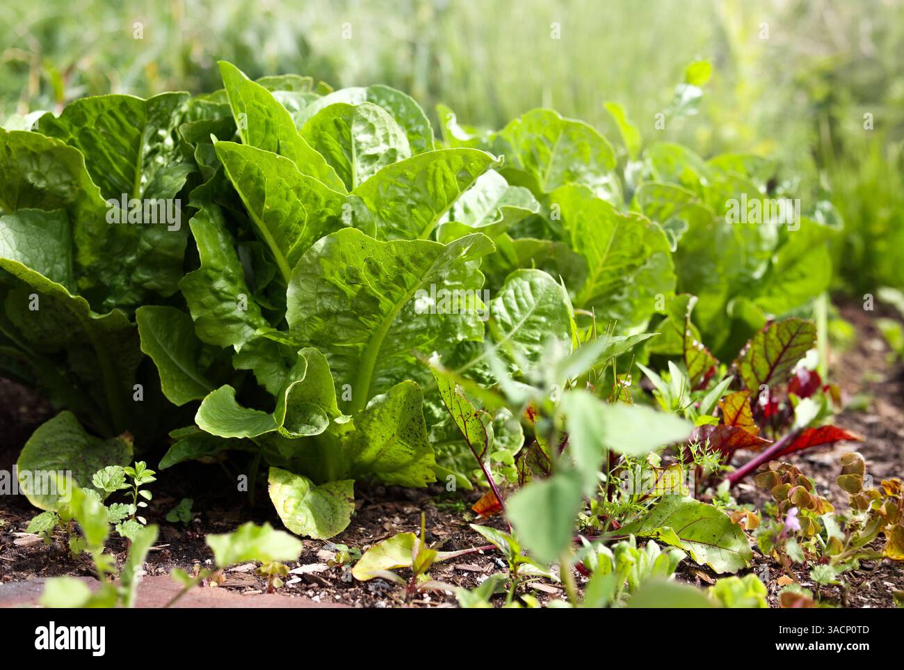 Grande laitue poussant dans le jardin ou le champ. Groupe de plantes de salade matures en rangées dans un jardin communautaire luxuriant défocalisé, prêt à être récolté. Spring gard Banque D'Images