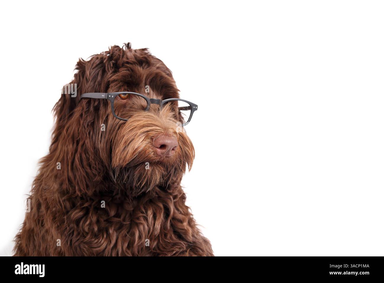 Chien intelligent portant des lunettes. Mignon labradoodle moelleux regardant la caméra. Chien chiot intelligent et intelligent. Concept d'éducation sur le thème animal de compagnie, professeur de chien Banque D'Images