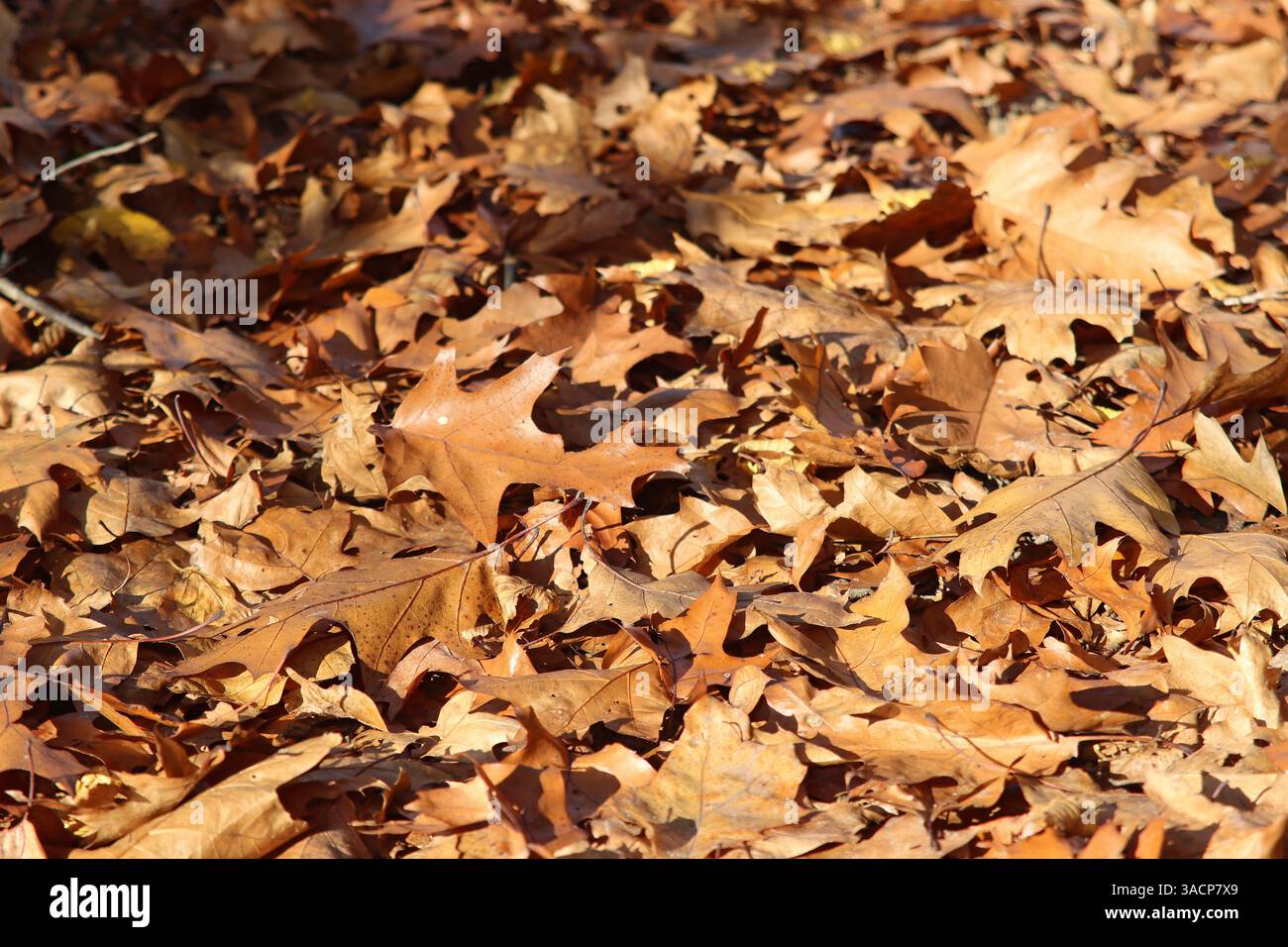 Les feuilles d'automne recouvrent le sol forestier Banque D'Images