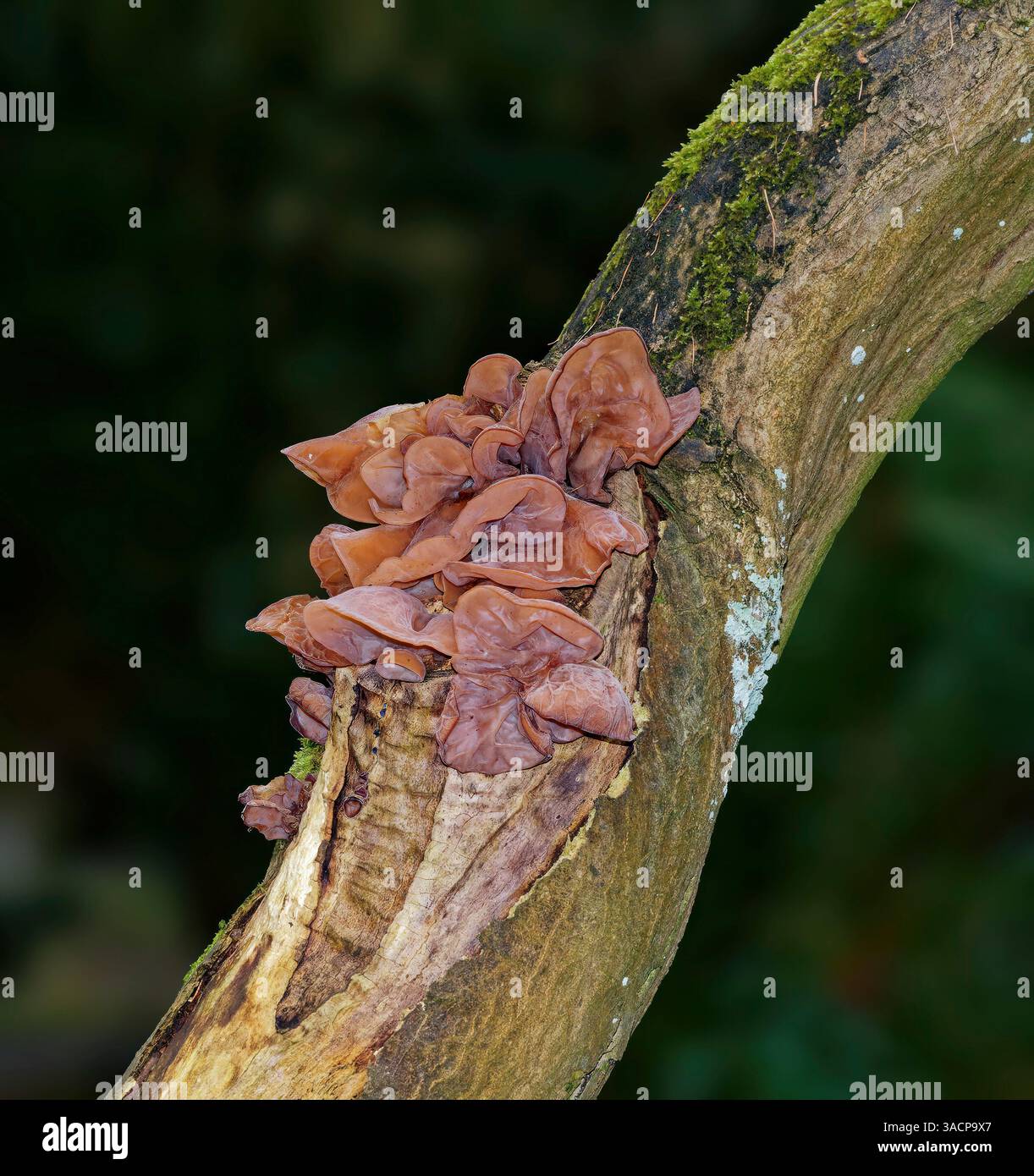 Oreille de Judas (Auricularia auricula-judae) sur tronc d'arbre, Allemagne Banque D'Images