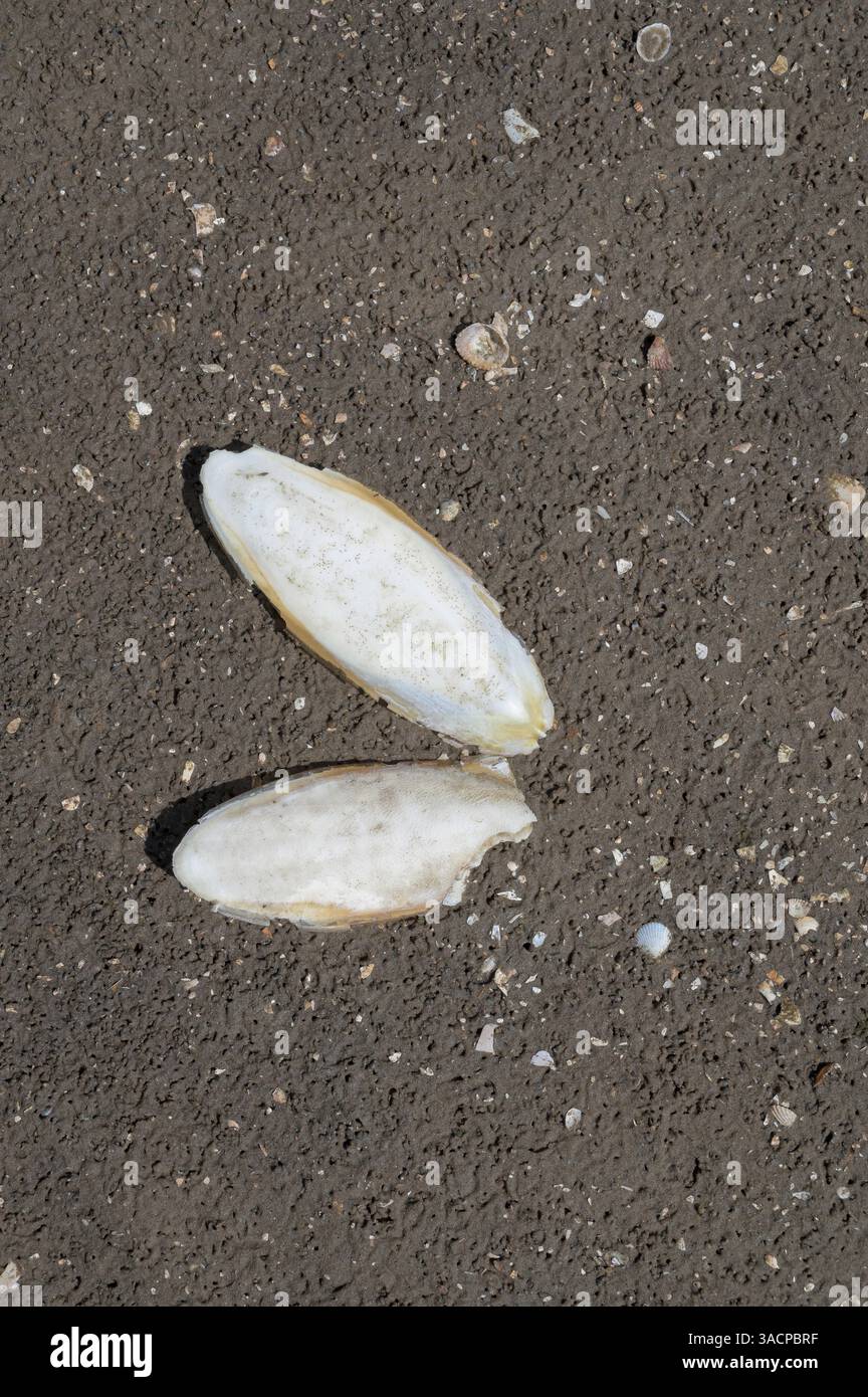 Coquille (seiche) de la seiche resp. Sépia officinalis pendant la marée basse en mer du Nord, parc national de Wattenmeer, Allemagne Banque D'Images
