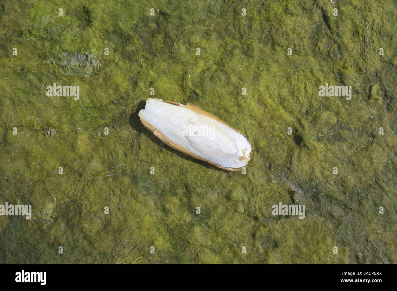 Coquille (seiche) de la seiche resp. Sépia officinalis pendant la marée basse sur tapis d'algues en mer du Nord, parc national de Wattenmeer, Allemagne Banque D'Images