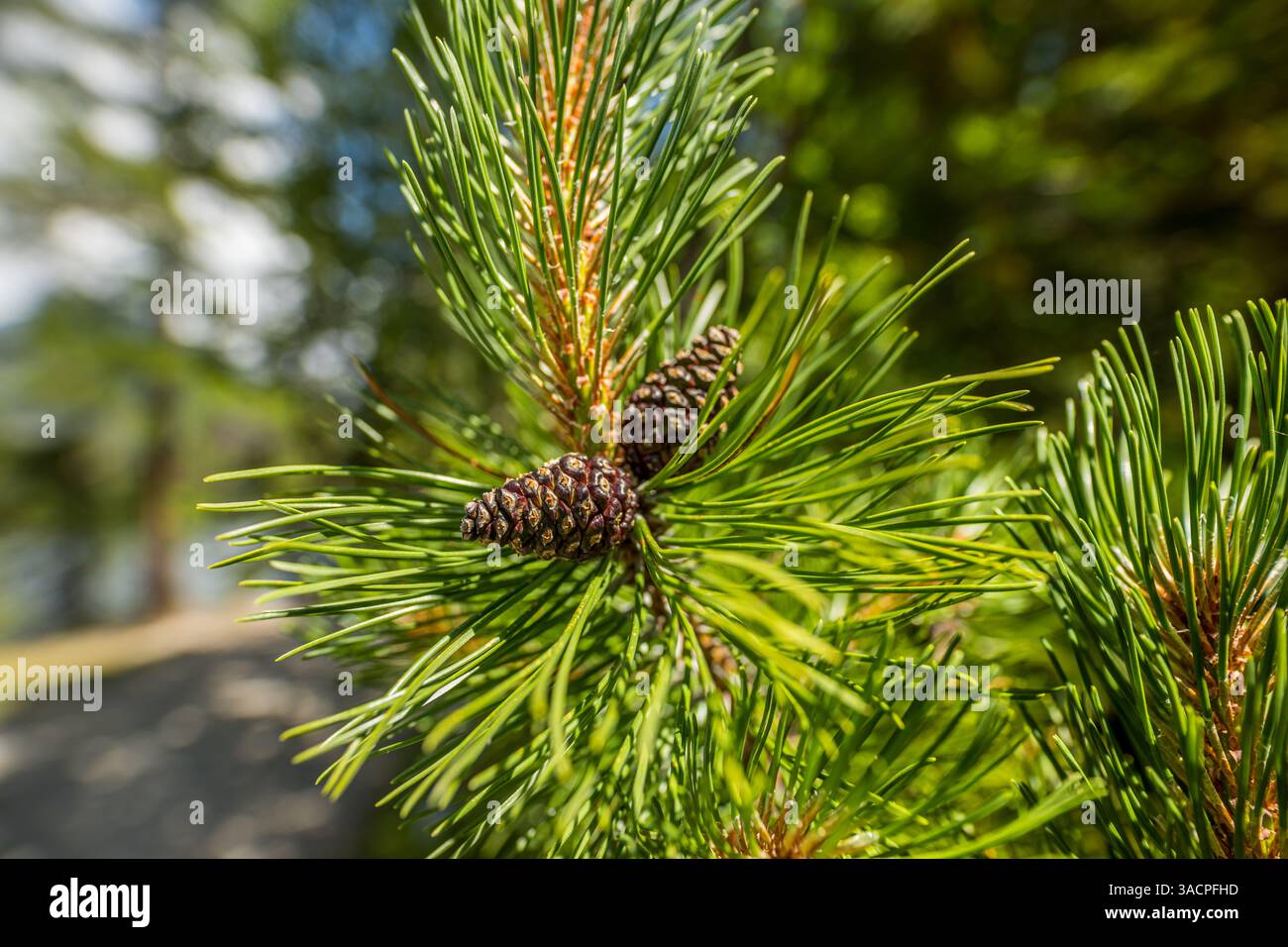 Gros plan d'aiguilles de pin vert éclatant avec un arrière-plan luxuriant flou capturant des textures détaillées, une beauté naturelle et une clarté nette dans une lumière sereine Banque D'Images