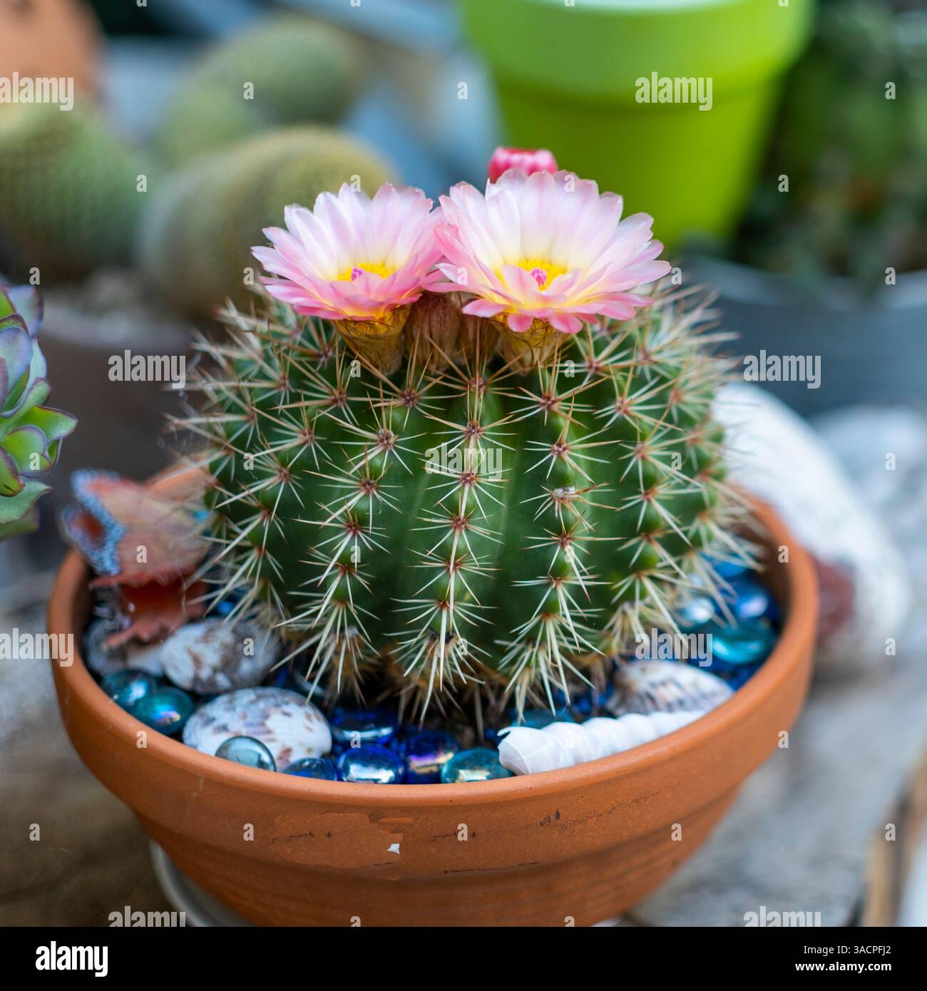 Cactus en fleurs montrant ses belles fleurs roses en pot en terre cuite Banque D'Images