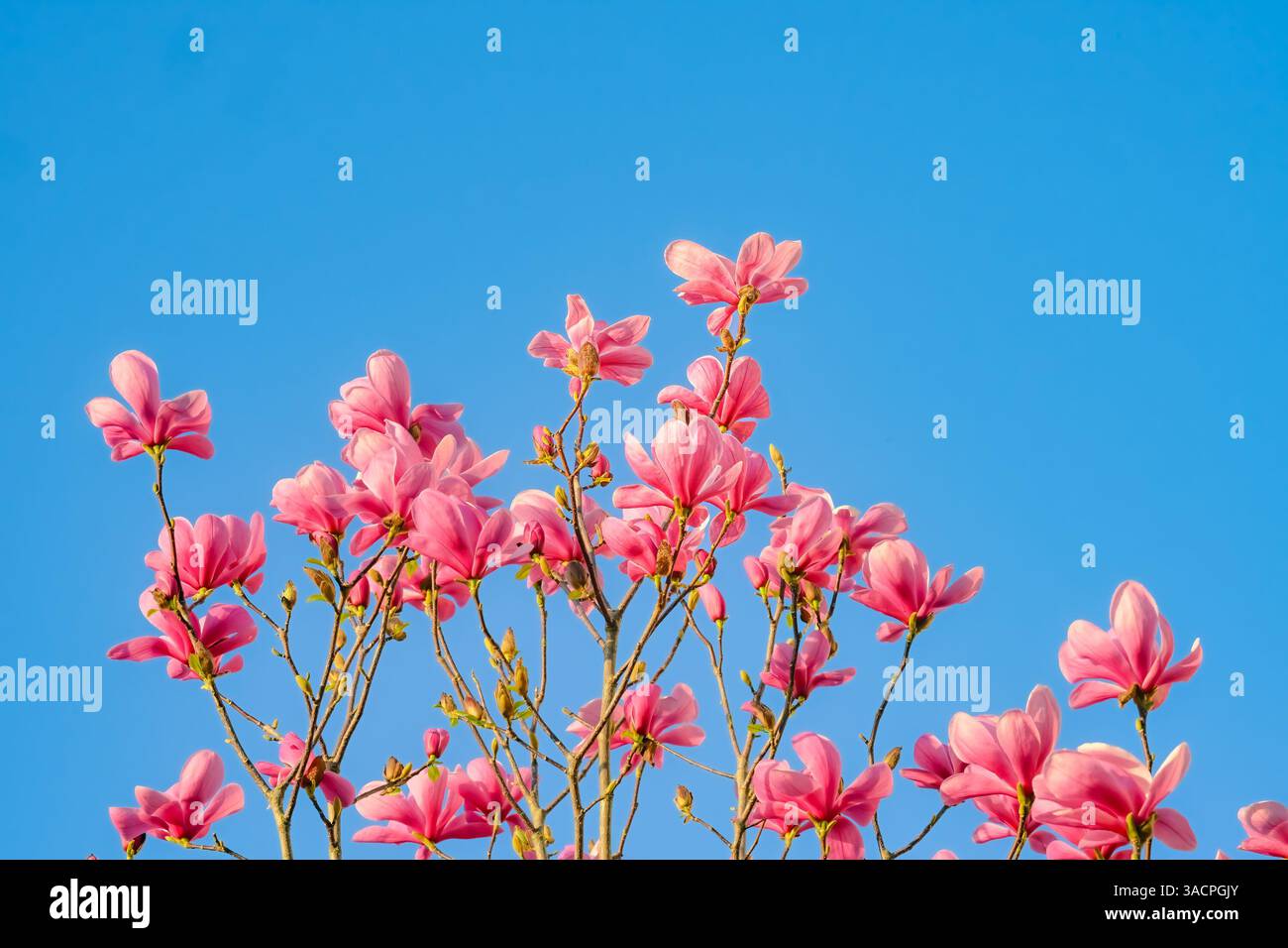 Fleurs roses, fleurs de Magnolia, ciel bleu Banque D'Images