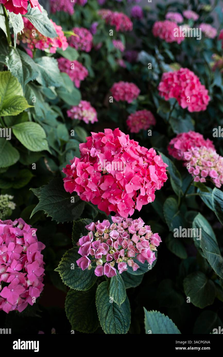 Hortensias roses fleurissant dans le jardin au printemps Banque D'Images