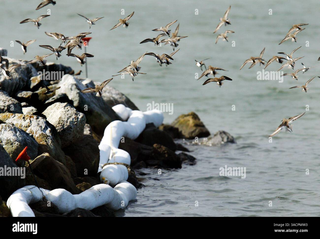 9 novembre 2007 - Oakland, Californie, États-Unis - Un troupeau d'oiseaux survole les béliers absorbants placés par Dillard Environmental services au Middle Harbor Shoreline Park à Oakland, Calif., vendredi 9 novembre 2007. La faune est affectée par la marée noire du cargo COSCO Busan qui a frappé l'une des tours du Bay Bridge le mercredi 7 novembre 2007.(image de crédit : © Ray Chavez/The Oakland Tribune/ZUMA Press) Banque D'Images