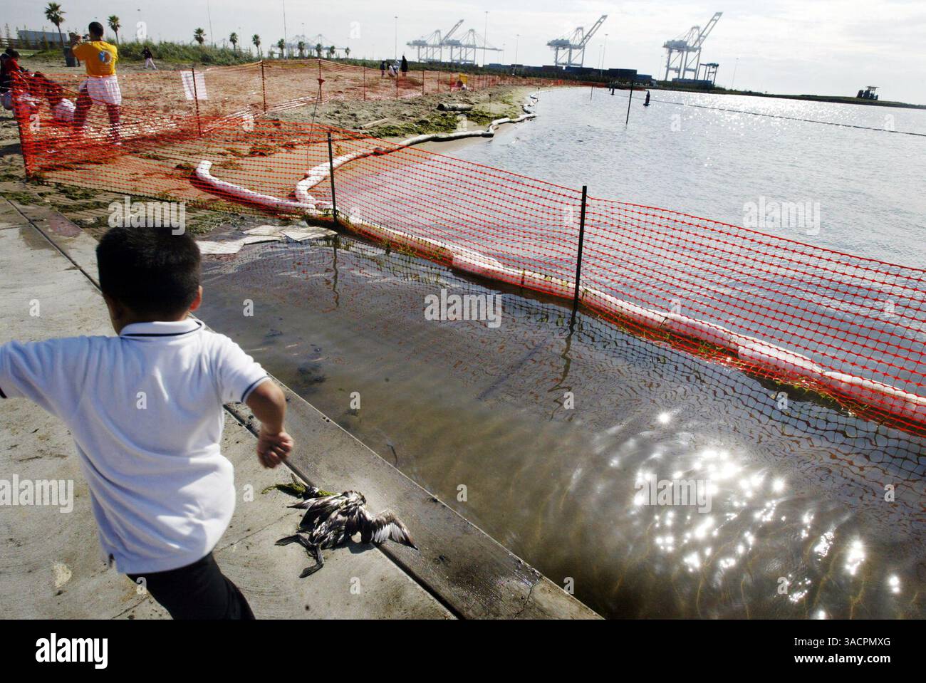 9 novembre 2007 - Oakland, Californie, États-Unis - Un enfant de la World Academy Charter School d'Oakland court devant un oiseau mort au Middle Harbor Shoreline Park à Oakland, Calif., vendredi 9 novembre 2007. Des rampes absorbantes ont été placées le long du rivage par Dillar Environmental services. La faune est touchée par le déversement d’hydrocarbures du cargo COSCO Busan qui a frappé l’une des tours du Bay Bridge le mercredi 7 novembre 2007. (Crédit image : © Ray Chavez/The Oakland Tribune/ZUMA Press) Banque D'Images
