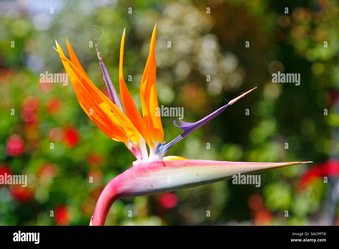 Madère, flore, Strelitzia Reginae, oiseau de paradis fleur, île portugaise Madère, Portugal Banque D'Images Madère, flore, Strelitzia Reginae, oiseau de paradis fleur, île portugaise Madère, Portugal Banque D'Images