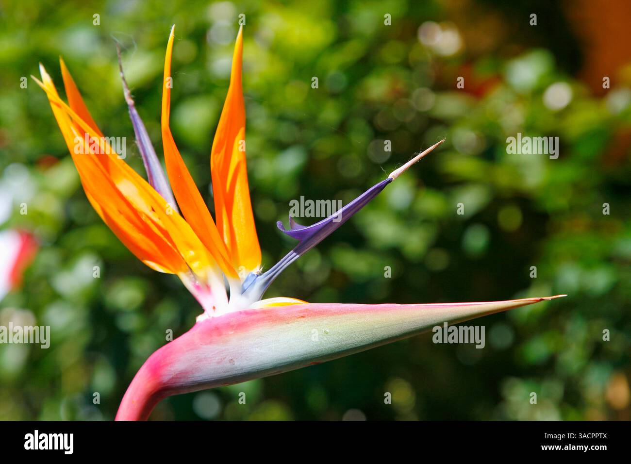 Madère, flore, Strelitzia Reginae, oiseau de paradis fleur, île portugaise Madère, Portugal Banque D'Images Madère, flore, Strelitzia Reginae, oiseau de paradis fleur, île portugaise Madère, Portugal Banque D'Images
