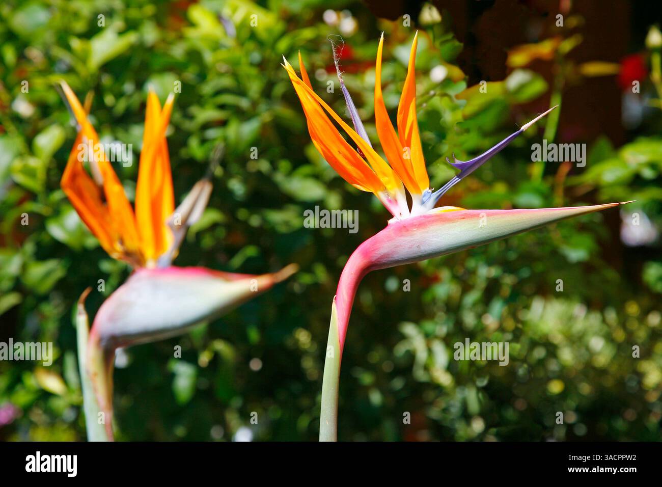 Madère, flore, Strelitzia Reginae, oiseau de paradis fleur, île portugaise Madère, Portugal Banque D'Images Madère, flore, Strelitzia Reginae, oiseau de paradis fleur, île portugaise Madère, Portugal Banque D'Images