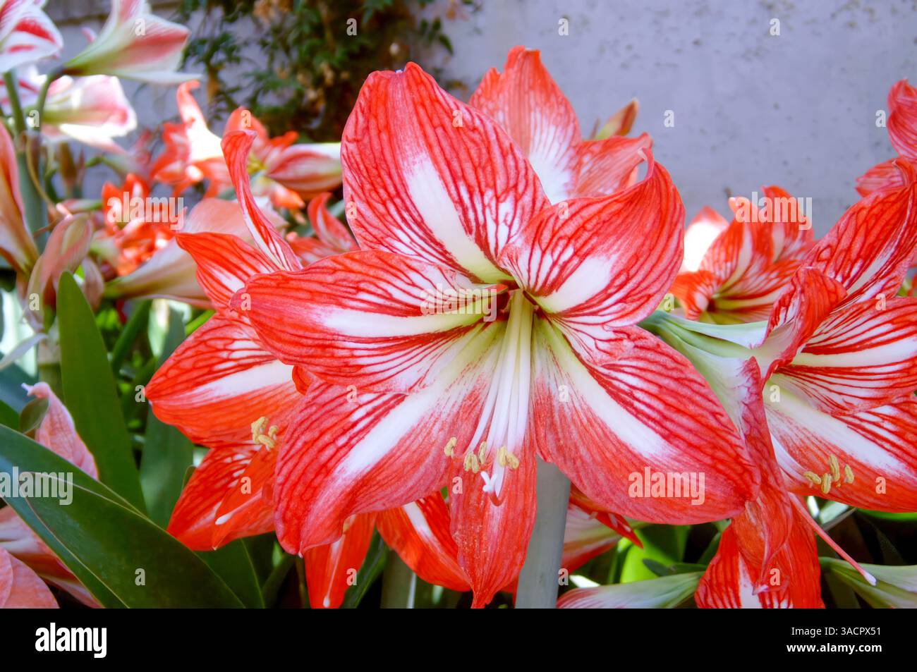 Fleurs d'amaryllis rouges et blanches qui créent une exposition saisissante dans un cadre de jardin luxuriant et vibrant rempli de beauté naturelle Banque D'Images