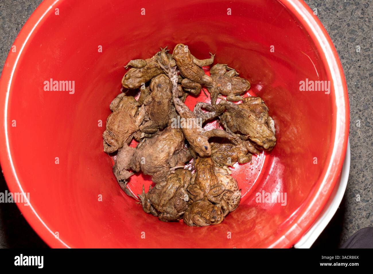 Crapauds communs dans un seau de collecte Banque D'Images