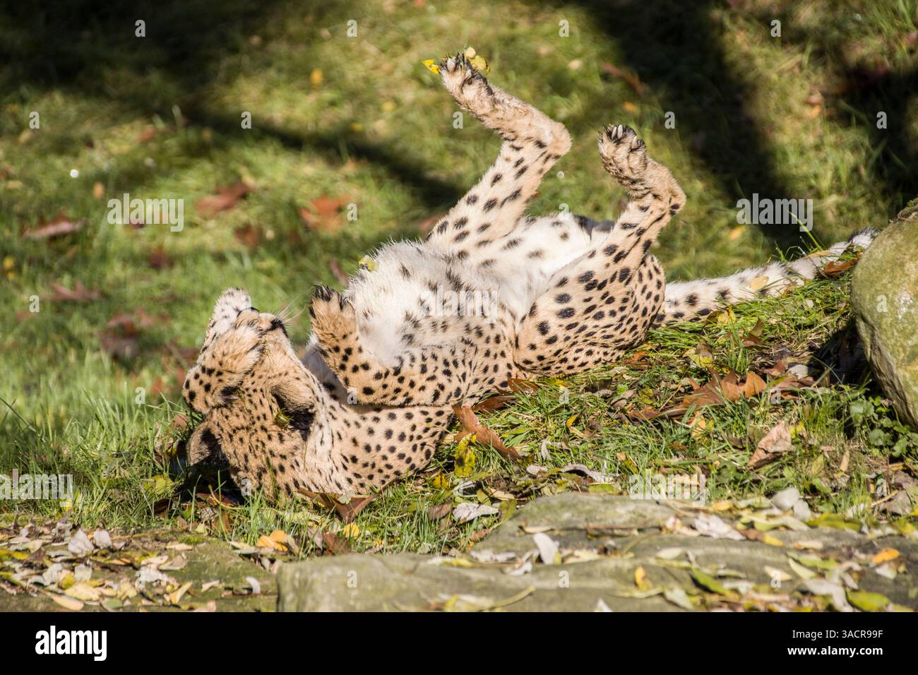 Guépard (Acinonyx jubatus) lâchant au soleil Banque D'Images
