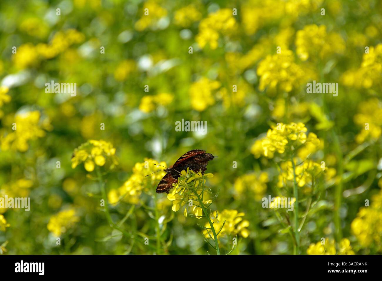 Dessous d'un papillon de paon européen ( Aglais io ) sur fleur de moutarde jaune Banque D'Images