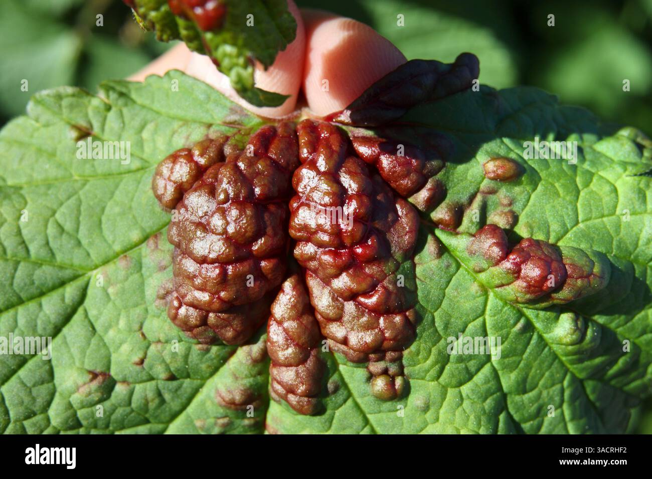 Feuille de Currant rouge avec des signes de pucerons de groseille. Feuille avec une décoloration rouge et jaune et plissée ou boursouflée. Le jardinier inspecte les feuilles. Banque D'Images