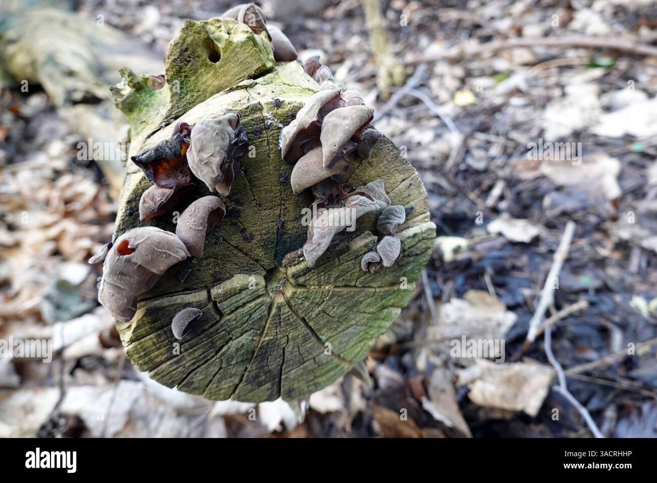 Oreille de Judas, champignon de l'aîné (Auricularia auricula-judae) sur tronc de l'aîné Banque D'Images