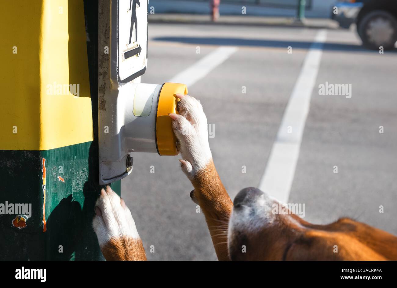 Bouton poussoir de chien avec patte. Gros plan. Chien chiot mignon avec patte sur le bouton de passage de l'intersection. Chien d'assistance, assistant ou formation aux tâches ou à l'obéissance Banque D'Images