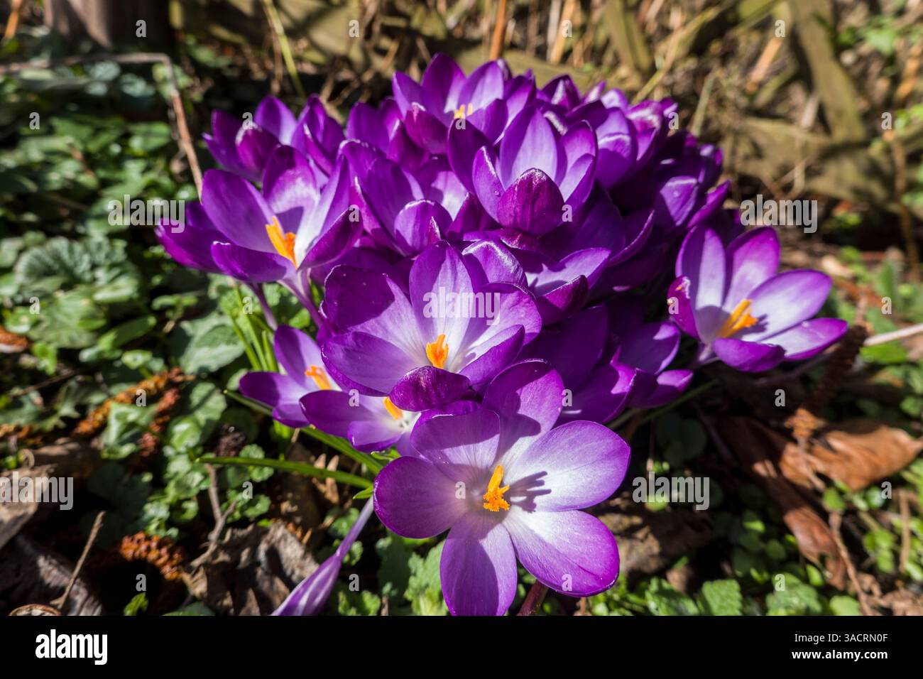 Crocus spez. - floraison Banque D'Images