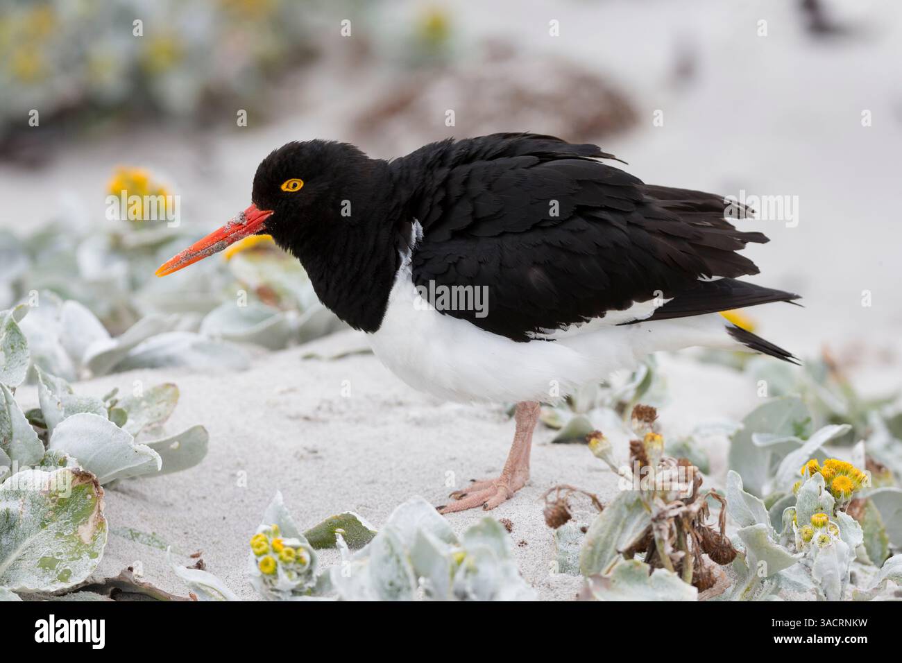 Îles Malouines. Un Oystercatcher magellanique se dresse dans le sable parmi le chou de mer. Banque D'Images