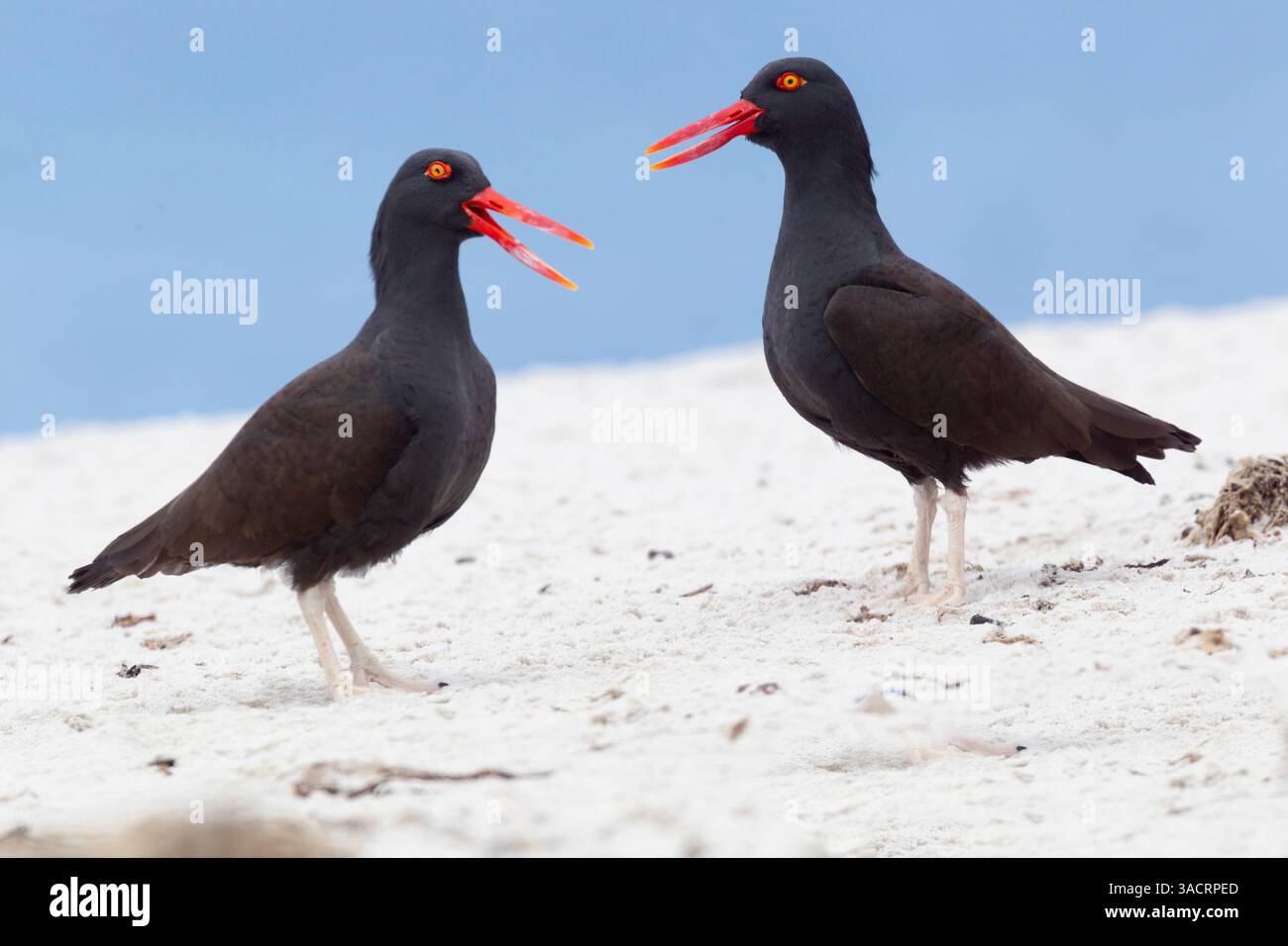 Îles Malouines. Une paire d'huîtres noirâtres vocalisent l'un avec l'autre sur la plage blanche. Banque D'Images