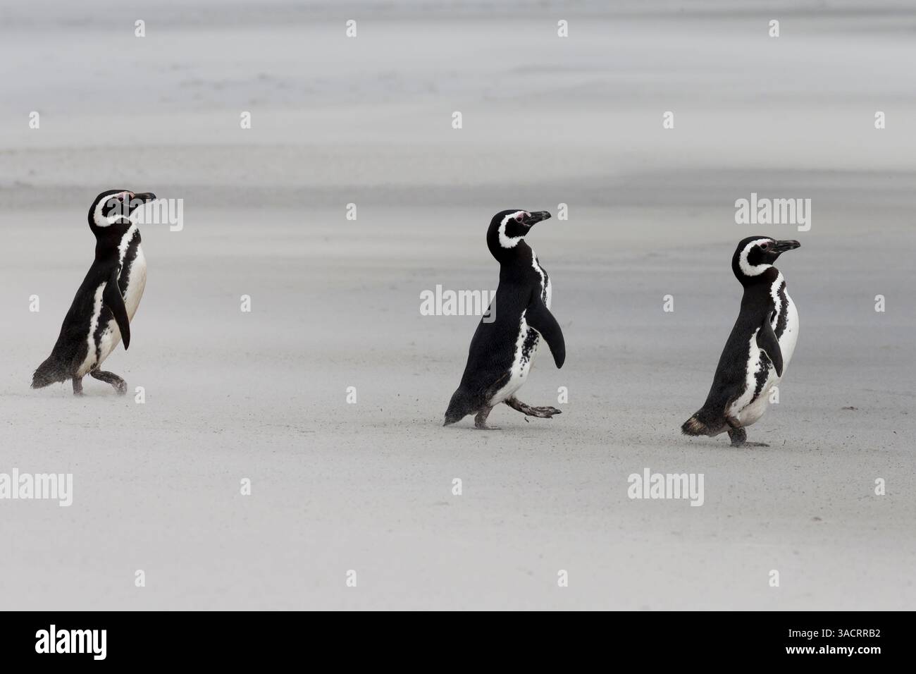 Îles Malouines. Trois pingouins marchent sur la plage balayée par le vent avec son sable soufflé. Banque D'Images