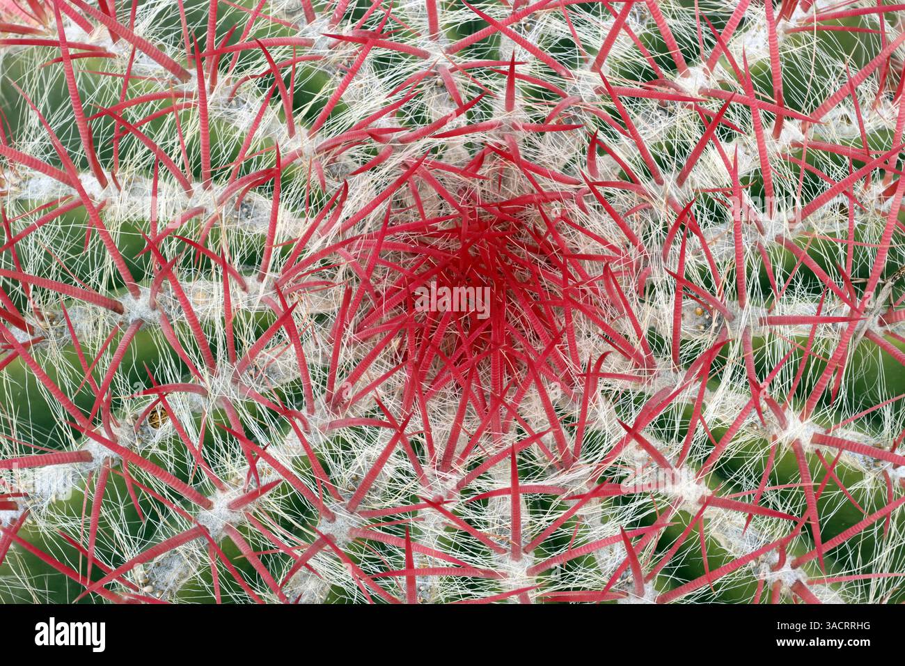 Cactus (Ferocactus spec.) Avec des épines rouges, Gran Canaria, Espagne, San Agustin Banque D'Images