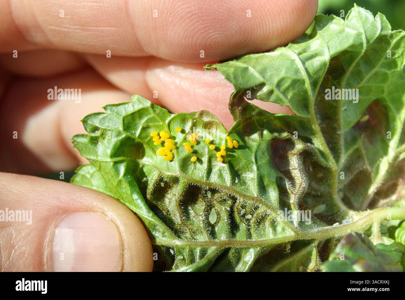 Grappe d'œufs de coccinelle à côté de la colonie de pucerons. Groupe d'oeufs jaunes de forme ovale sur le dessous de la feuille de courant rouge. Lutte naturelle contre les nuisibles contre la groseille Banque D'Images