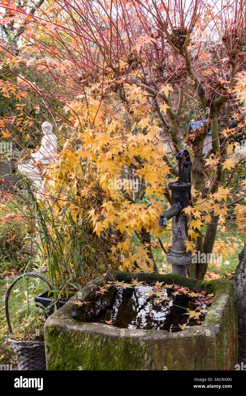 Bac à eau devant un érable en éventail (Acer palmatum) Banque D'Images