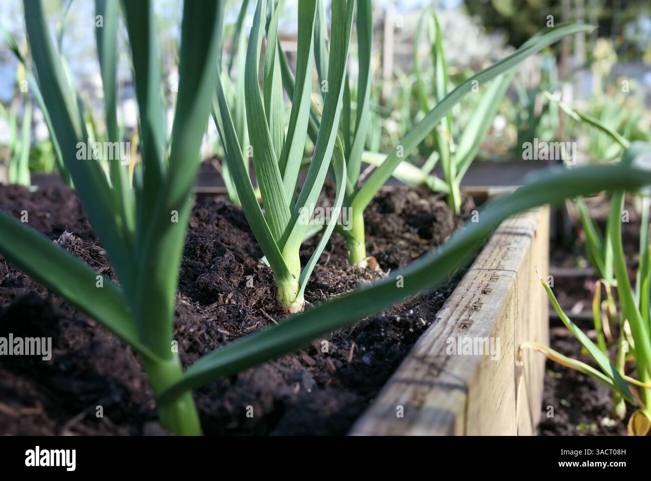Beaucoup de poireaux poussent dans le jardin de printemps prêts à être récoltés. Groupe de grandes plantes de poireaux dans un lit de jardin surélevé. Connu sous le nom d'oignon vert, d'oignon vert ou d'allium Banque D'Images