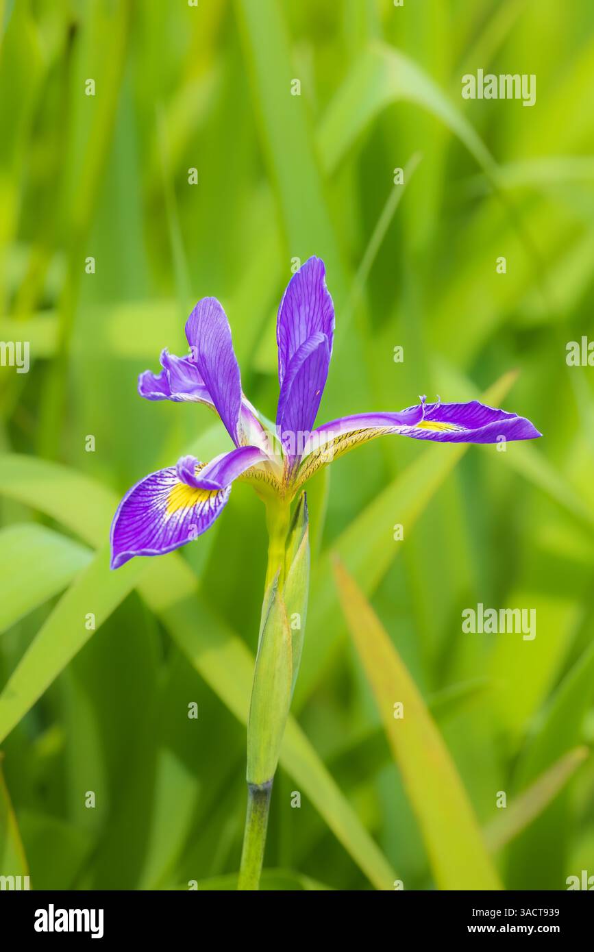 Iris drapeau bleu dans une zone humide, comté de Marion, Illinois. Banque D'Images