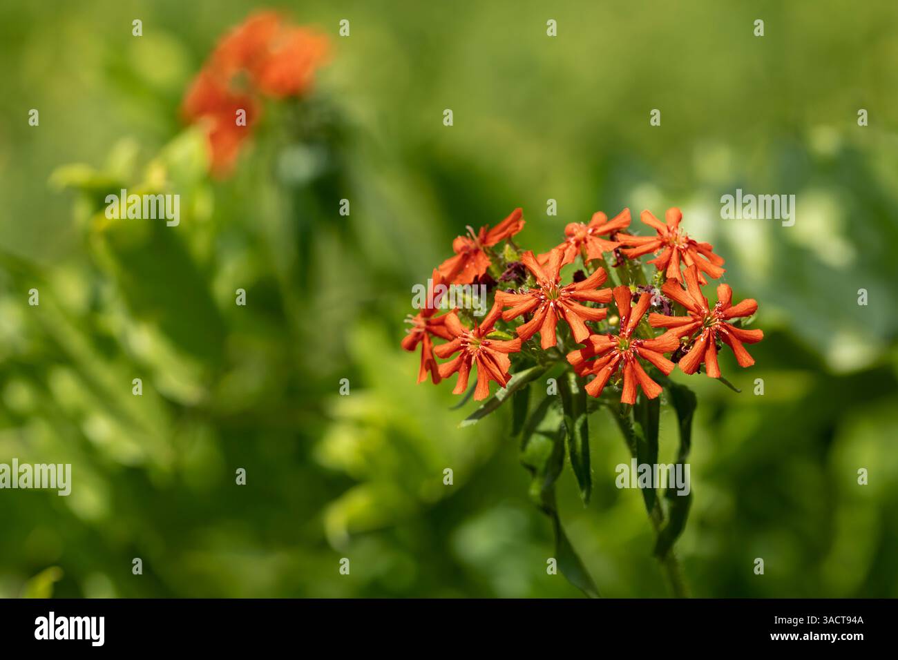 Amour brûlant (silene chalcedonica) dans le jardin Banque D'Images