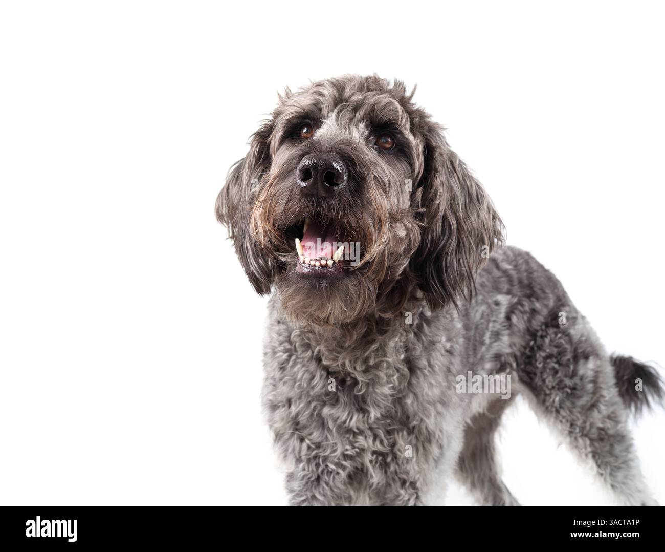 Chien curieux regardant le propriétaire ou quelque chose. Chien chiot gris mignon attendant d'espérer de la nourriture ou de l'attention. Langage corporel confiant ou heureux. Gris f Banque D'Images