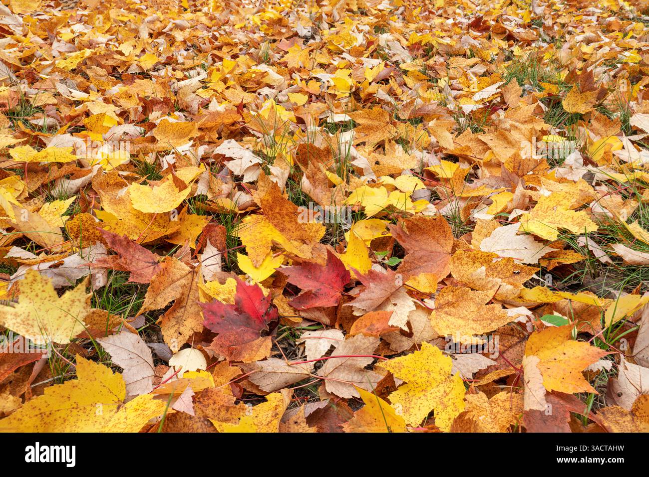 États-Unis, Michigan, Ottawa National Forest. Gros plan de feuilles d'érable tombées sur le sol. ©Don Grall / Galerie Jaynes / DanitaDelimont.com Banque D'Images
