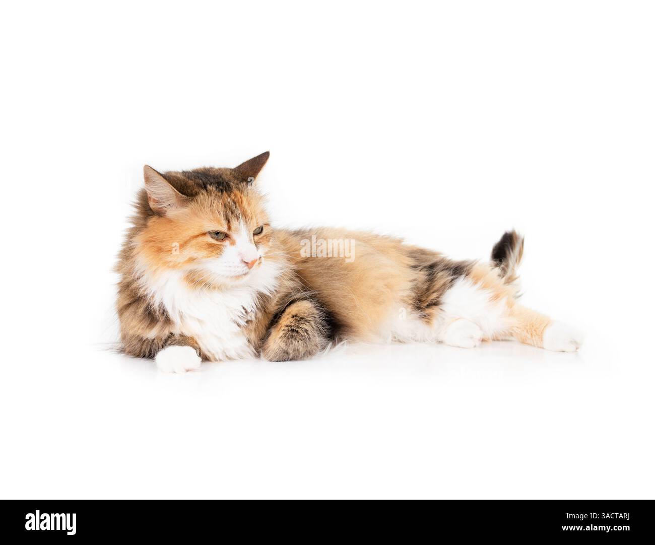 Chat détendu couché avec la queue remuant et les yeux à moitié fermés. Chat Kitty avec langage corporel heureux ou content. Corps entier de la femme cheveux longs calico ou Banque D'Images
