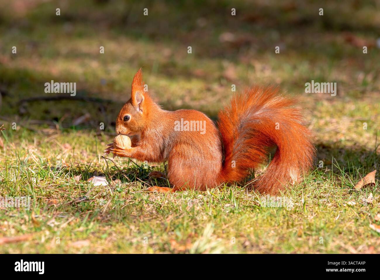 L'écureuil est assis sur l'herbe dans le parc et mange une noix. Portrait d'animaux. Banque D'Images