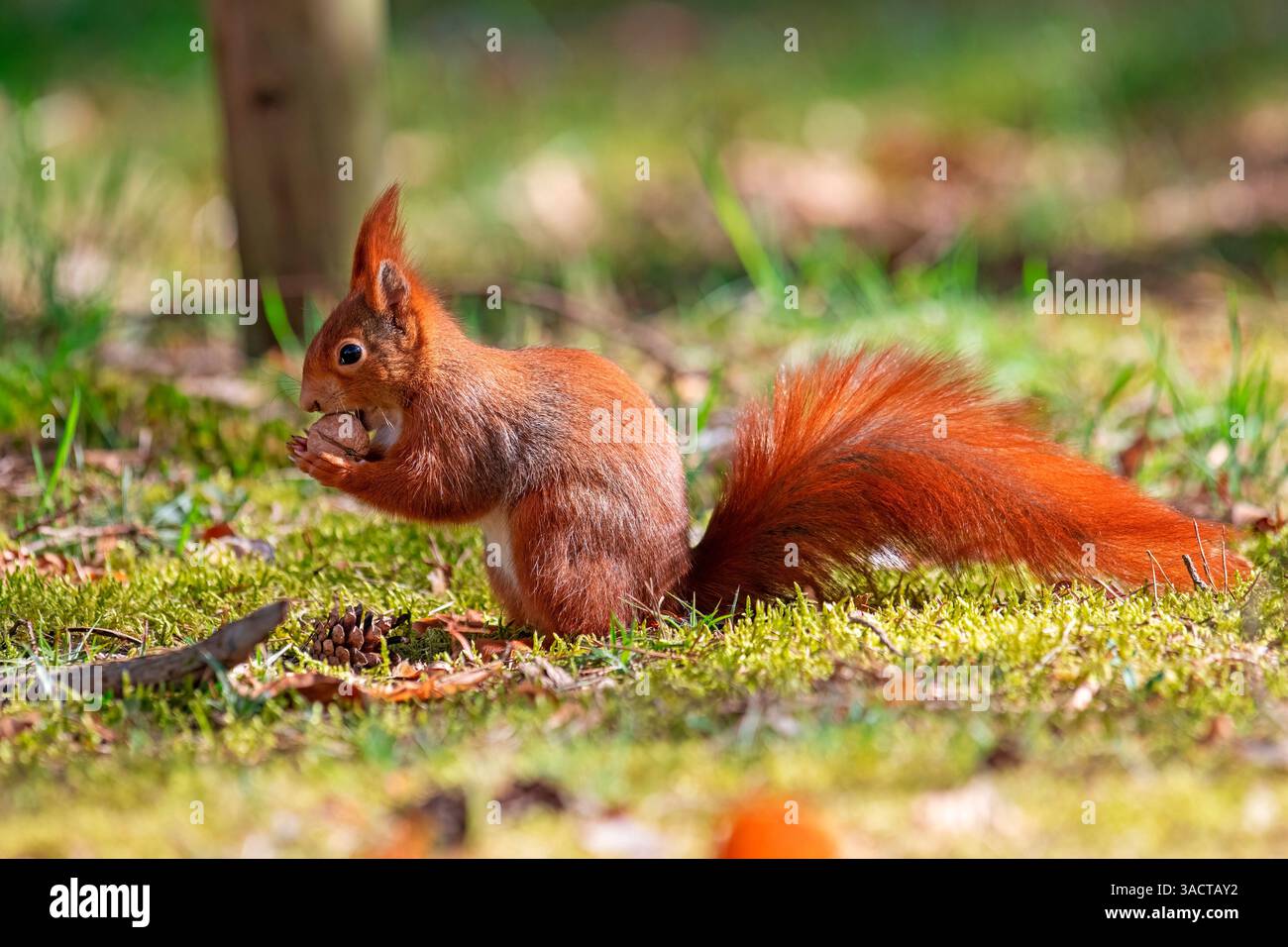 L'écureuil est assis sur l'herbe dans le parc et mange une noix. Portrait d'animaux. Banque D'Images