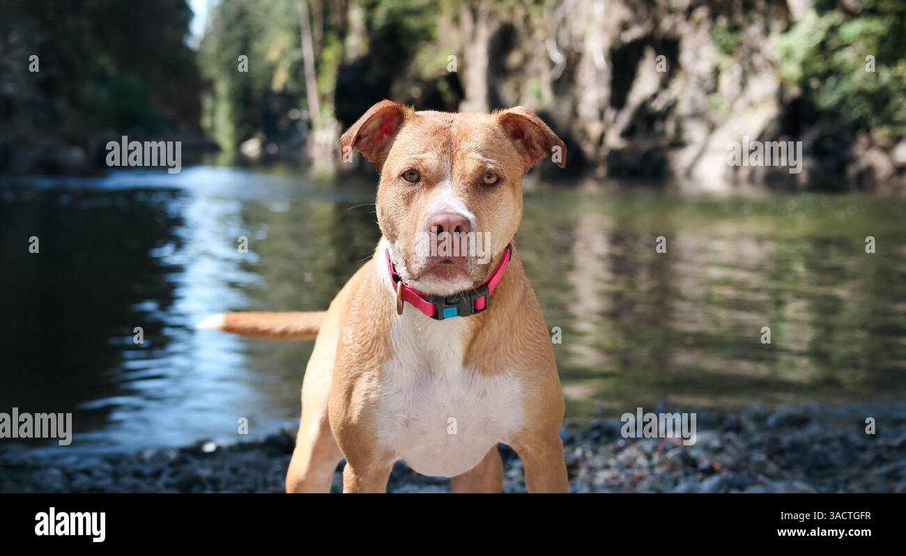 Chien mouillé debout devant la rivière dans la forêt. Chien chiot ludique attendant le bâton ou le lancer de balle sur la promenade dans la nature. Évitez la chaleur estivale ou le refroidissement. Banque D'Images