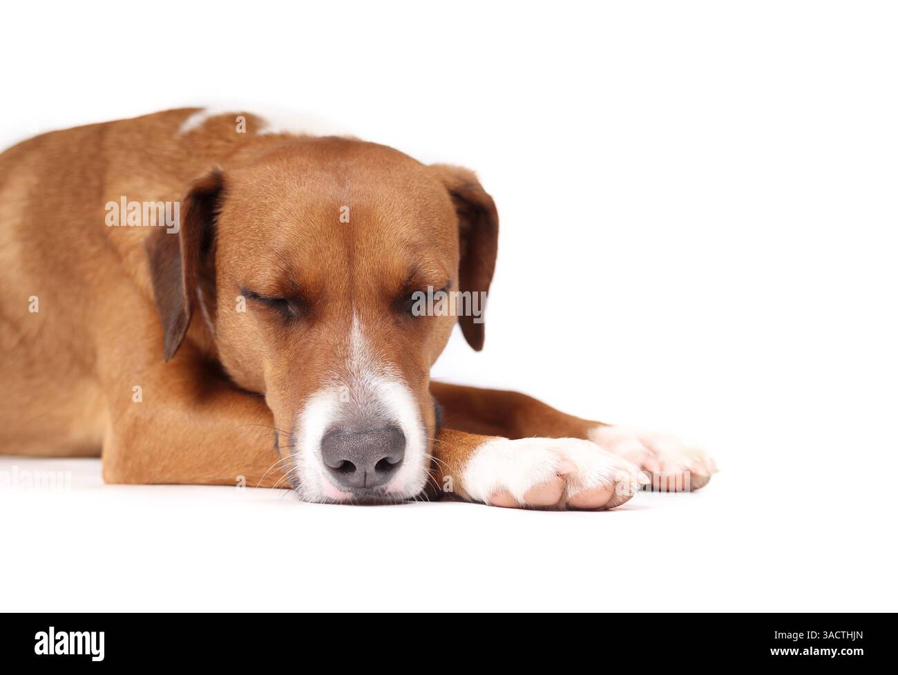 Chien détendu dormant sur fond blanc. Chien mignon isolé visage de chiot dormant sur les pattes se sentant sauvé, fatigué ou épuisé. Femelle Harrier mix chien, sourcil Banque D'Images