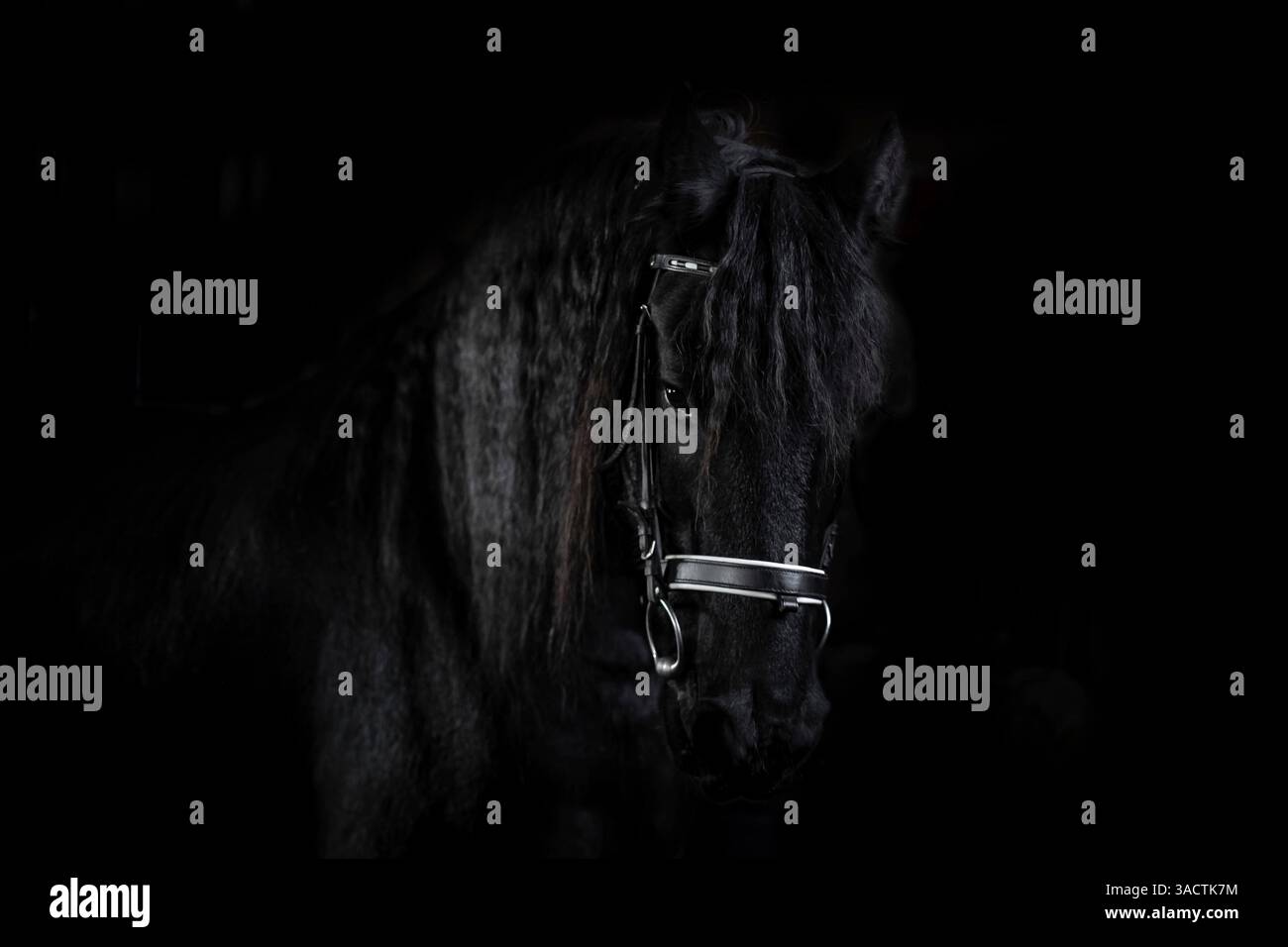 Magnifique étalon frisien devant un fond noir Banque D'Images