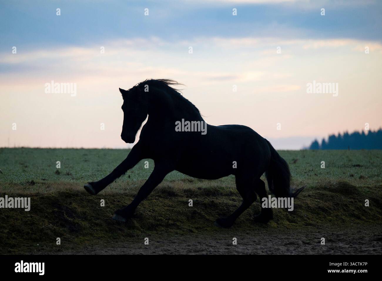 Gracieux étalon frison dans un paddock à la lumière du soir Banque D'Images