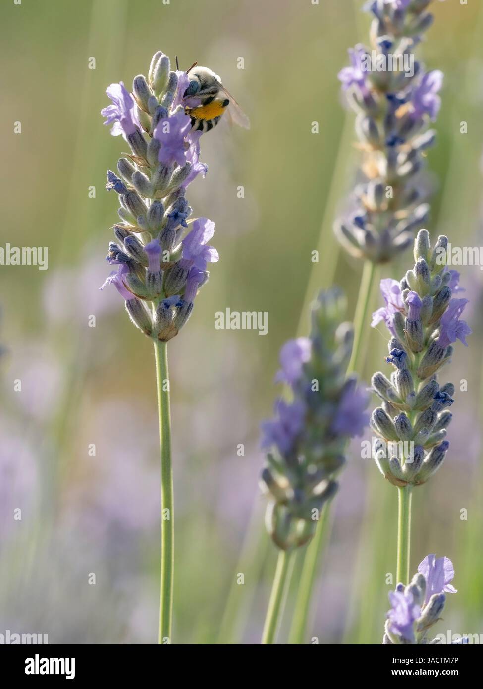 Yeux bleus, digger, abeille à longue corne sur fleurs de lavande, Nouveau-Mexique Banque D'Images