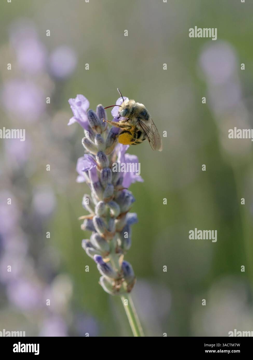 Yeux bleus, digger, abeille à longue corne sur fleurs de lavande, Nouveau-Mexique Banque D'Images