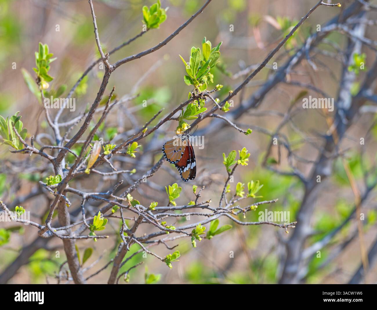 Papillon de tigre des plaines se nourrissant d'une fleur dans le parc national de Hwange au Zimbabwe Banque D'Images
